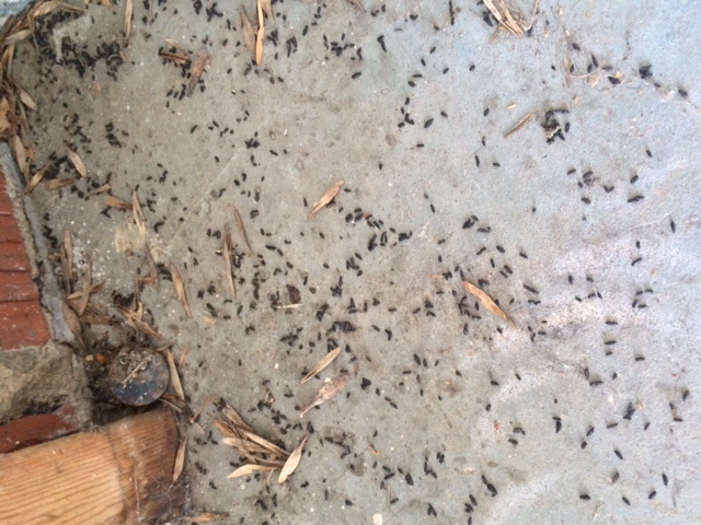 Mouse Droppings Found During Inspection